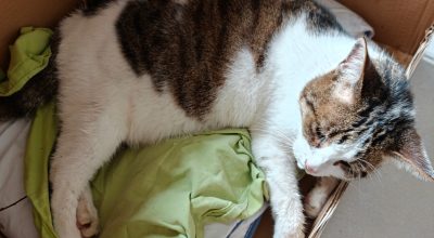 🐱 Chat trouvé – Recherche de son propriétaire
