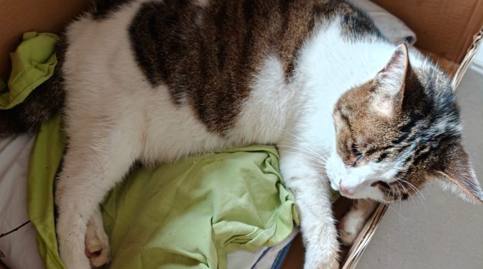 🐱 Chat trouvé – Recherche de son propriétaire