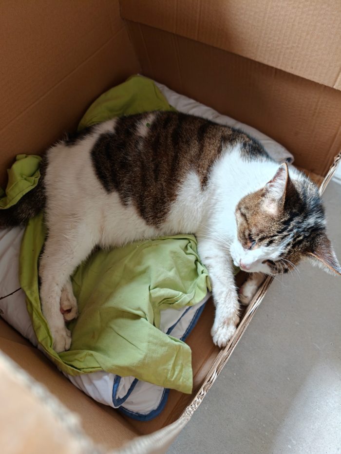 🐱 Chat trouvé – Recherche de son propriétaire